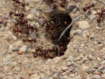 Leonard ants Feb 2019